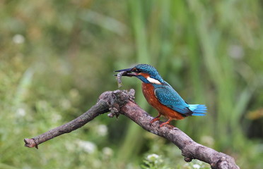 animal