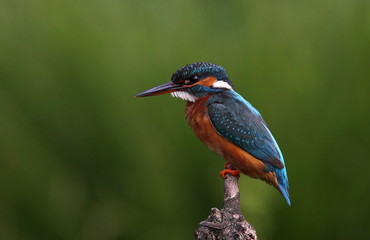 animal