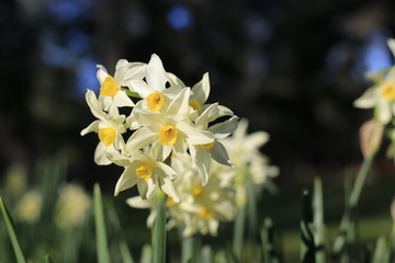 Obraz premium Spring