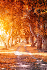 Beautiful Autumn Park in Sunny Day..