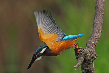 animal