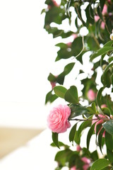 乙女椿　Camellia japonica