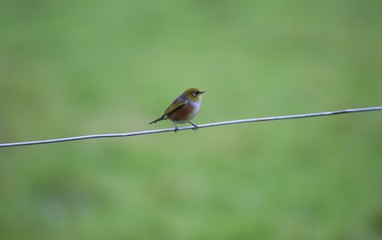 Bird on a Wire