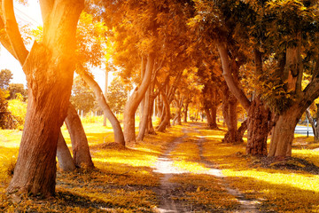 Beautiful Autumn Park in Sunny Day