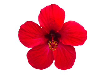 Macro of red China Rose flower (Chinese hibiscus, Hibiscus rosa-sinensis , Hawaiian hibiscus , shoe flower ) isolate on white background.Saved with clipping path