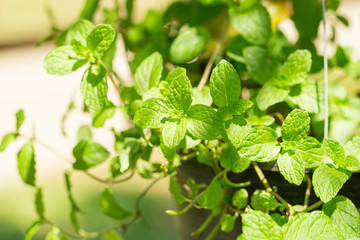 Mint leaves peppermint leaves of mint on green background Closeup.
