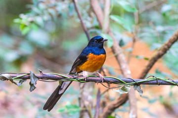 Beautiful male bird White Rumped Shama or Copsychus Malabaricus on branch