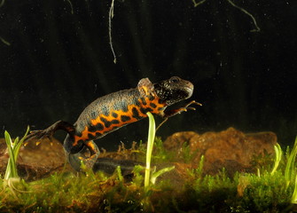 animal