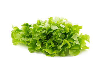 Green oak leaf lettuce isolated on white background.