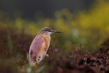 animal