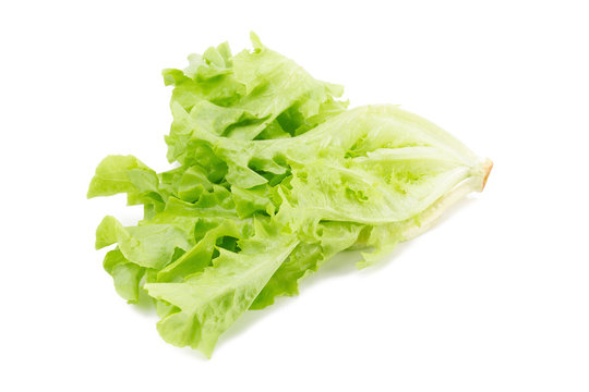 Green oak leaf lettuce isolated on white background.