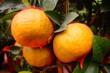 Big orange fruit