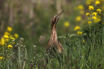 animal