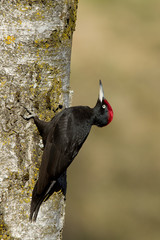 animal