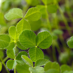 Closeup of fresh sprouts of grass clover. The symbol of the holiday St. Patrick's Day