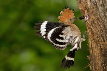 animal