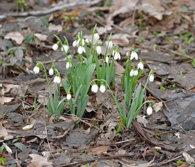 First Galanthus woronowii, green snowdrop or Woronow's snowdrop 