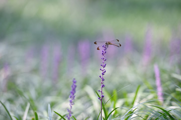 dragonfly on purple flower - Powered by Adobe