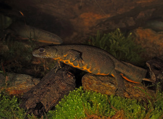 animal