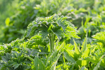 Young shoots of the white dead-nettle on grass background