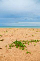 Sandy beach in hot summer day