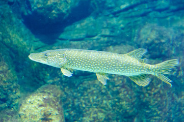 Naklejka premium Underwater photo of a big Pike (Esox Lucius).