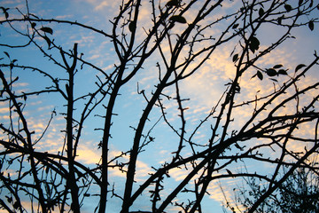 Fototapeta na wymiar Branches with the blue sky on the background.