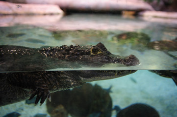 Caiman crocodilus