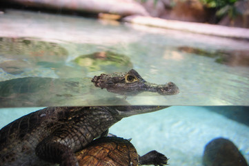 Caiman crocodilus