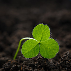 Closeup of fresh sprouts of grass clover. The symbol of the holiday St. Patrick's Day