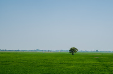tree in rice field