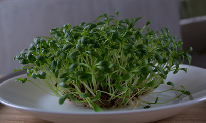 Fresh cress salad macro shot selective focus. cress sprouting ready for salad. Healthy vegetarian food.Fresh herbs.