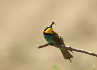 animal