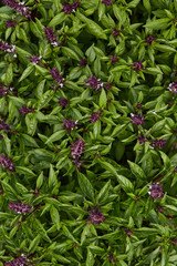 Obraz premium Green and healthy basil seedling plant growing in organic garden soil close up