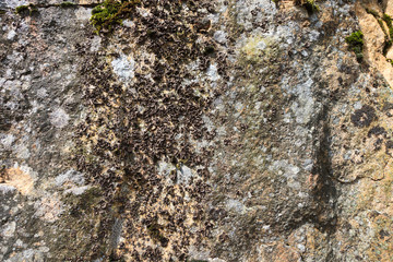 Rock wall