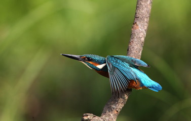 animal