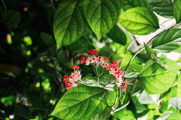 Small red and pink flowers on a green foliage background.