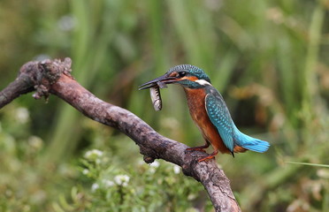 animal
