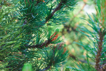 Fototapeta na wymiar Branch of a pine tree