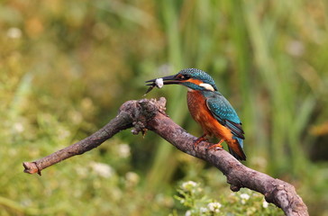 animal