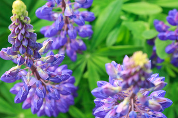 Blue lupins