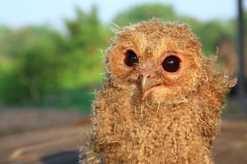 Owl and bird