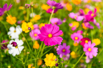 Cosmos flowers blooming