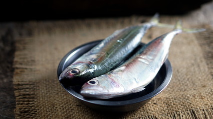 Indian mackerel fish. Species of mackerel family, commonly found in the Indian and West Pacific...