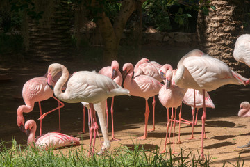 flamant rose en gros plan