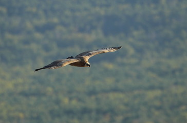 animal