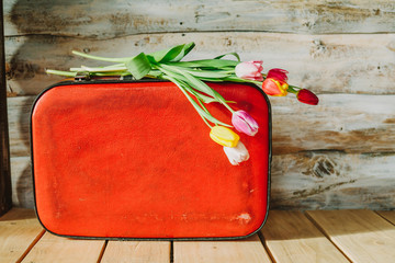 tulips in red suitcase. woden background