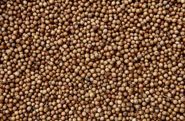 brown mustard seeds abstract background