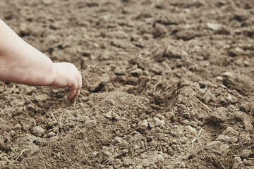 Farmer's female hands planting seed in soil