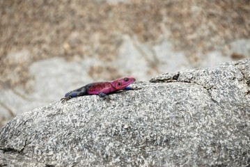 Violet lizard laying on a stone, , Serengeti National Park, Tanzania